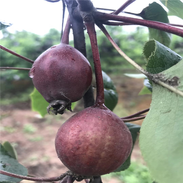 哪里批發(fā)金果梨樹苗-早酥紅梨樹苗多少錢一棵