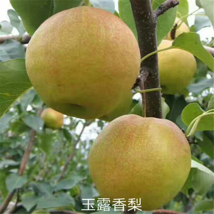 哪里出售皇冠梨樹苗-晚秋黃梨樹苗哪里批發(fā)