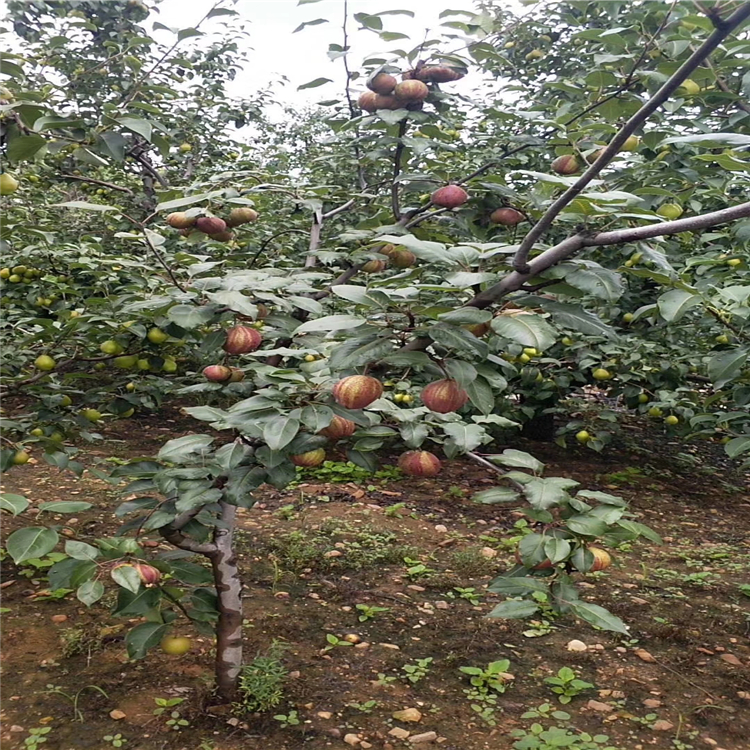 哪里有梨树苗新品种-玉露香梨树苗哪里有