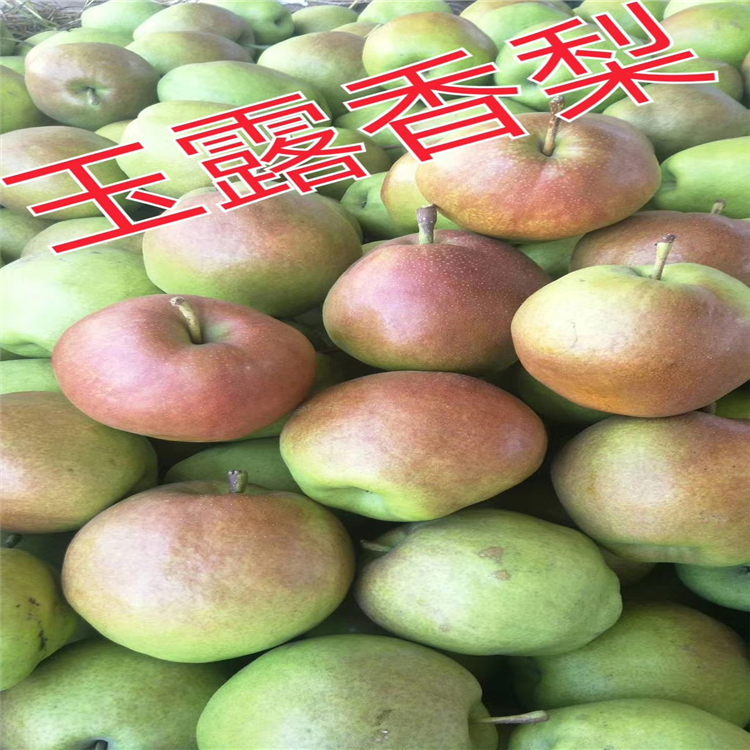 哪里有梨樹(shù)苗-早酥紅梨樹(shù)苗哪里有