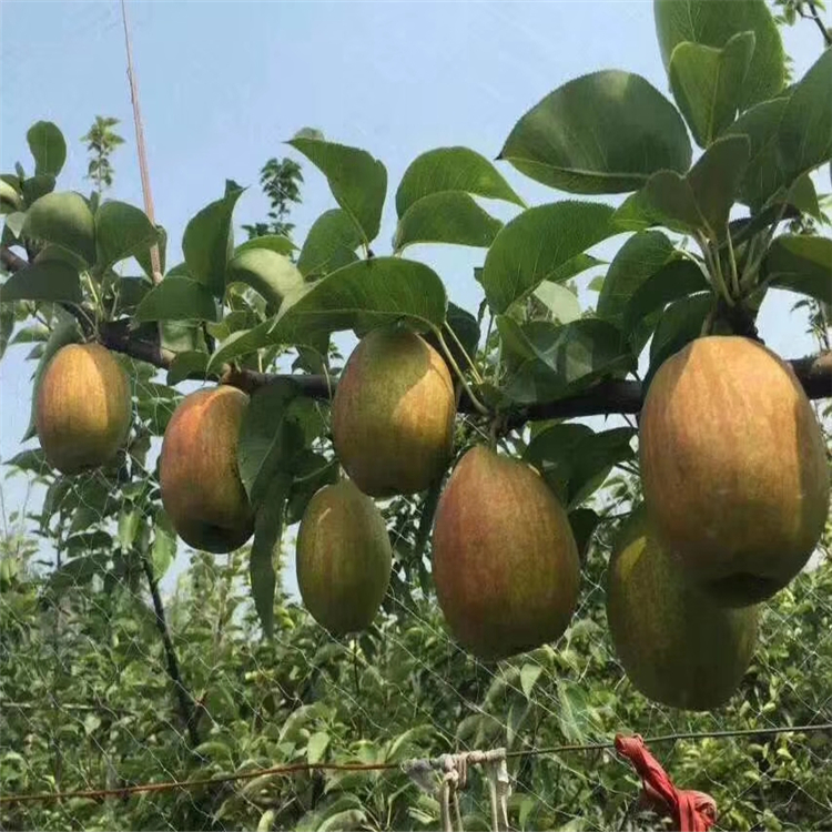 哪里有玉露香梨樹苗-金果梨樹苗哪里賣