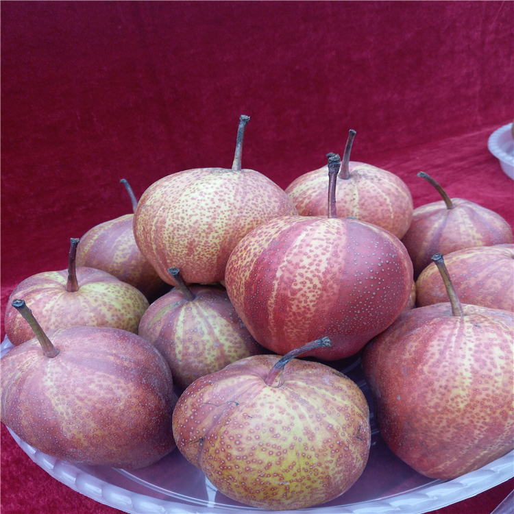 全紅梨樹苗成熟期 3公分梨樹苗