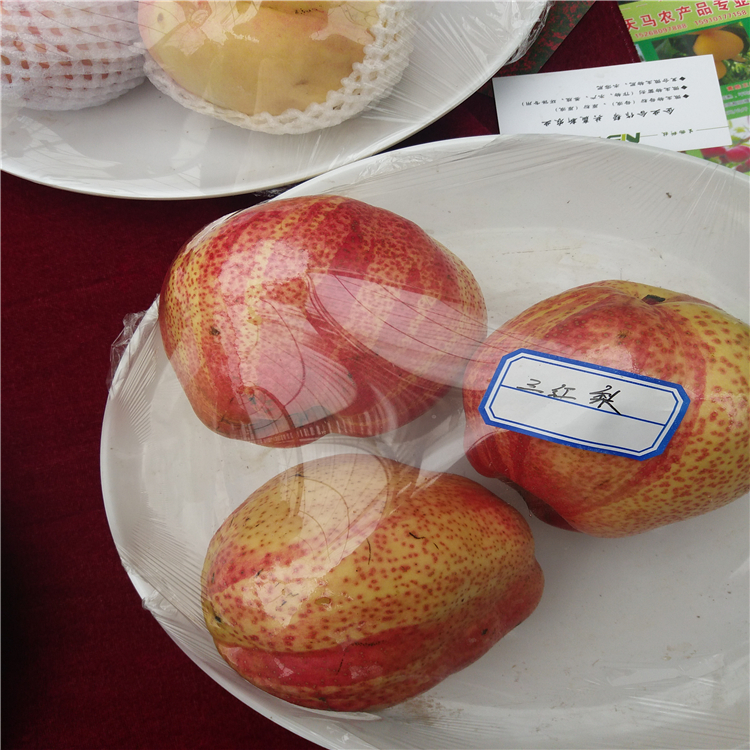 哪里賣紅香酥梨樹苗-梨樹苗價格哪里賣