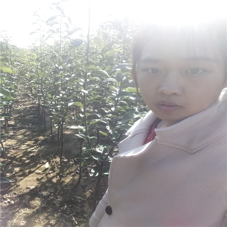 哪里出售晚秋黃梨樹苗-秋月梨樹苗多少錢一棵