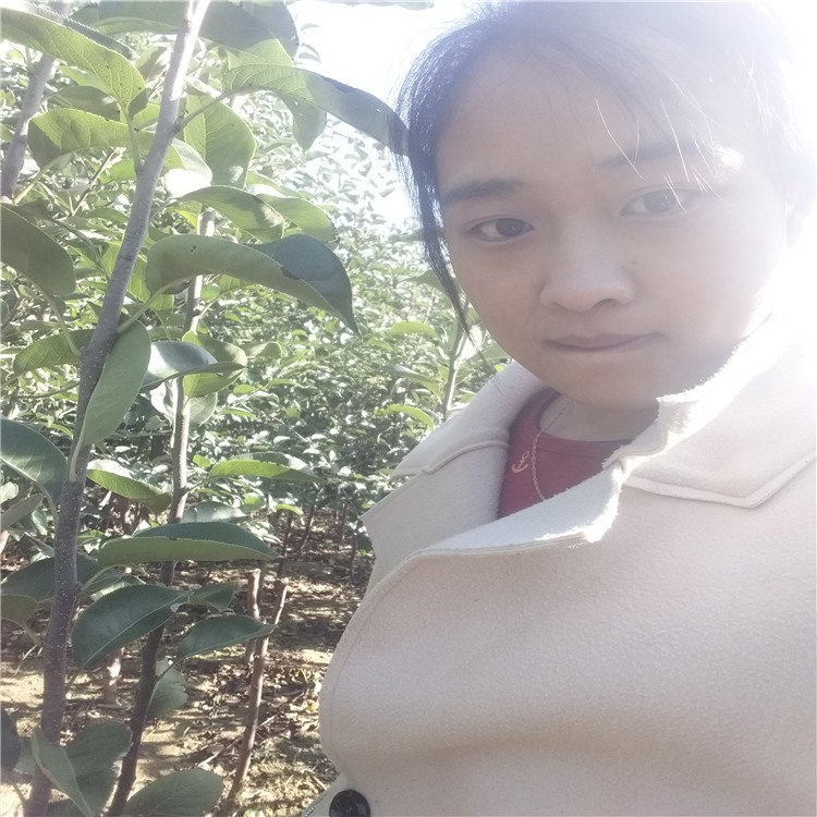 哪里賣梨樹苗新品種-批發(fā)梨樹苗多少錢