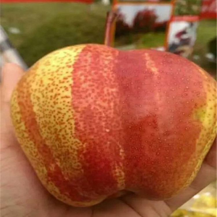 哪里賣紅香酥梨樹苗-金果梨樹苗哪里賣