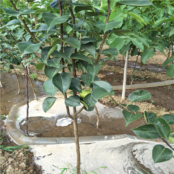 哪里有梨樹(shù)苗-早酥紅梨樹(shù)苗哪里有
