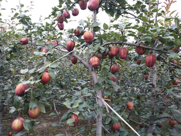 全紅梨樹苗成熟期 3公分梨樹苗