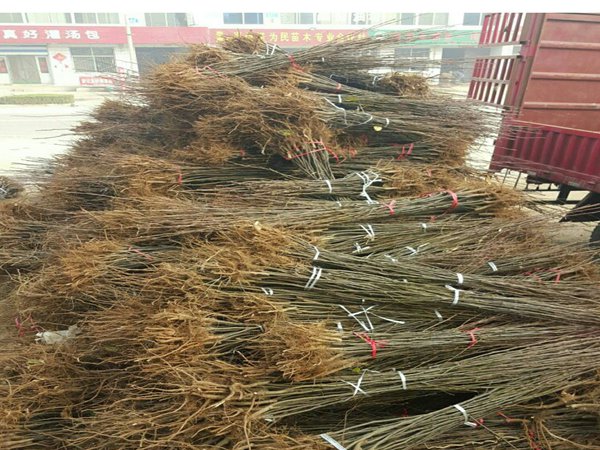 哪里有3公分梨樹苗-玉露香梨樹苗多少錢