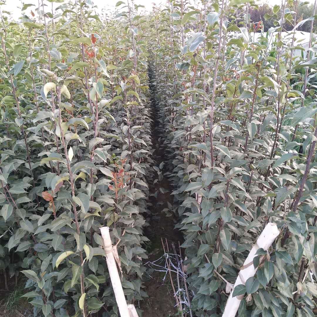 哪里有梨樹苗新品種-早酥紅梨樹苗哪里有賣的