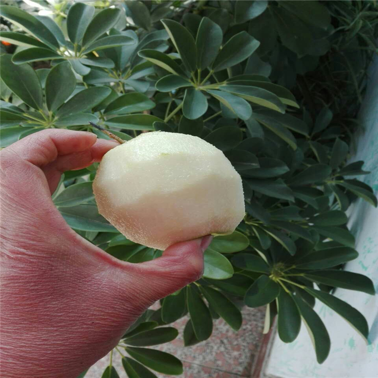 哪里有梨樹苗-金果梨樹苗哪里出售