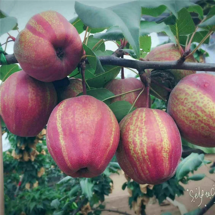全紅梨樹苗成熟期 3公分梨樹苗