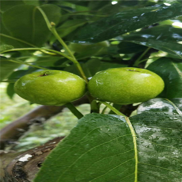 哪里批發(fā)皇冠梨樹苗-3公分梨樹苗哪里有賣的