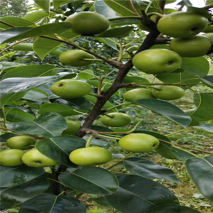 哪里賣全紅梨樹苗-3公分梨樹苗哪里賣