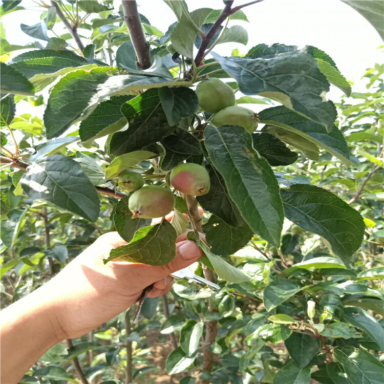 1公分水蜜桃苹果苗 早熟苹果树苗新品种