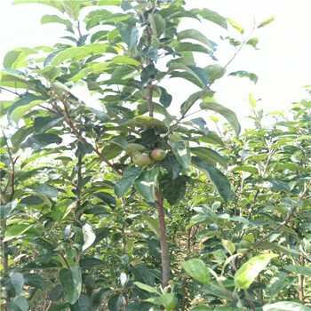 4公分水蜜桃苹果苗早熟苹果树苗繁育基地
