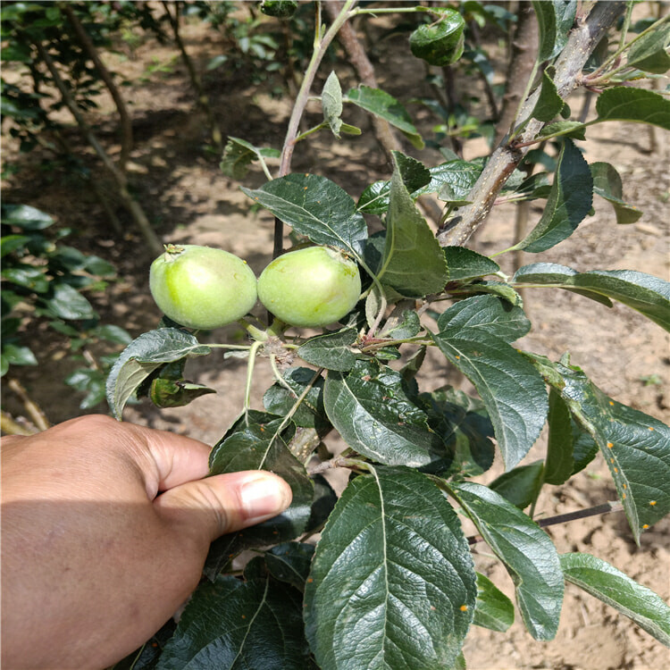 3公分早熟苹果树苗 新品种苹果树苗上车价