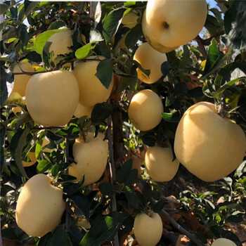 1公分魯麗蘋(píng)果樹(shù)苗占地蘋(píng)果樹(shù)苗栽植技術(shù)
