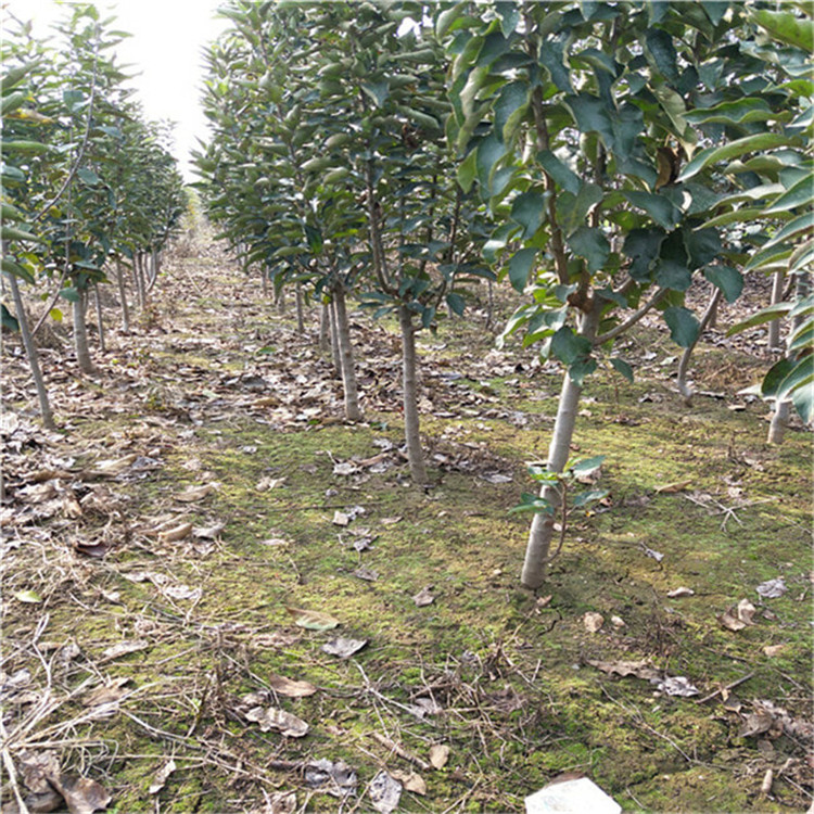 1公分青森蘋果樹苗 晚熟蘋果樹苗栽植技術(shù)