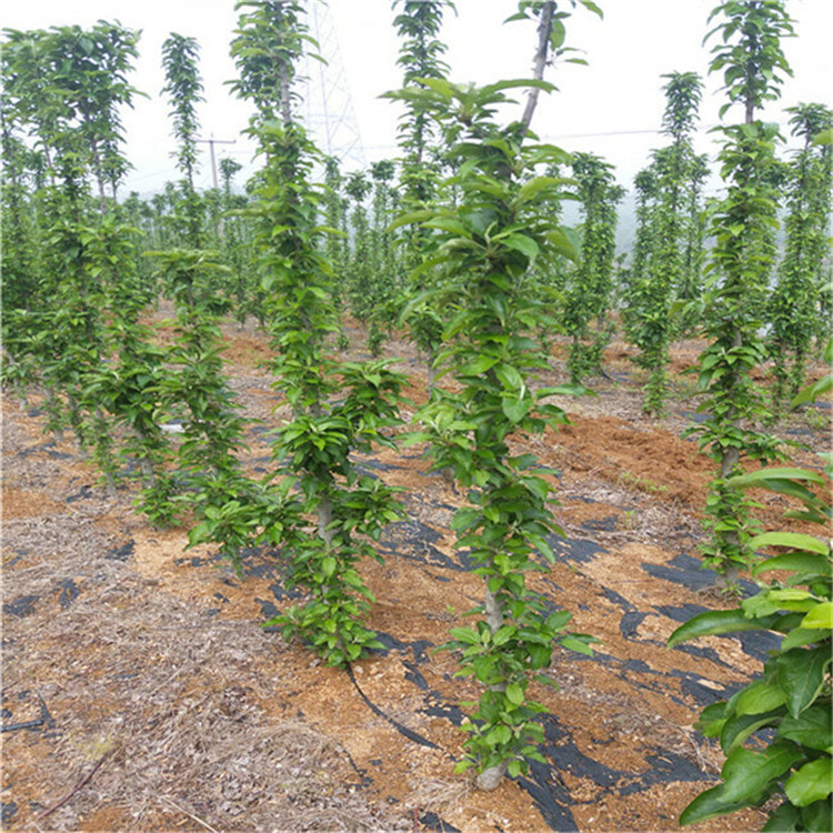 4公分泰山小苹果树苗 苹果树苗成熟期