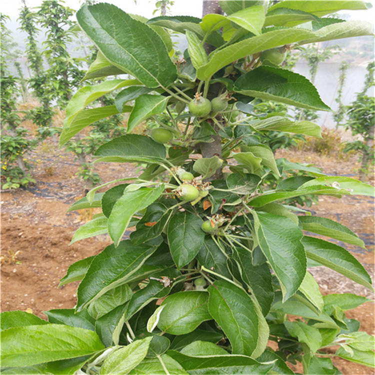 3公分新品种苹果树苗 占地苹果树苗栽植技术