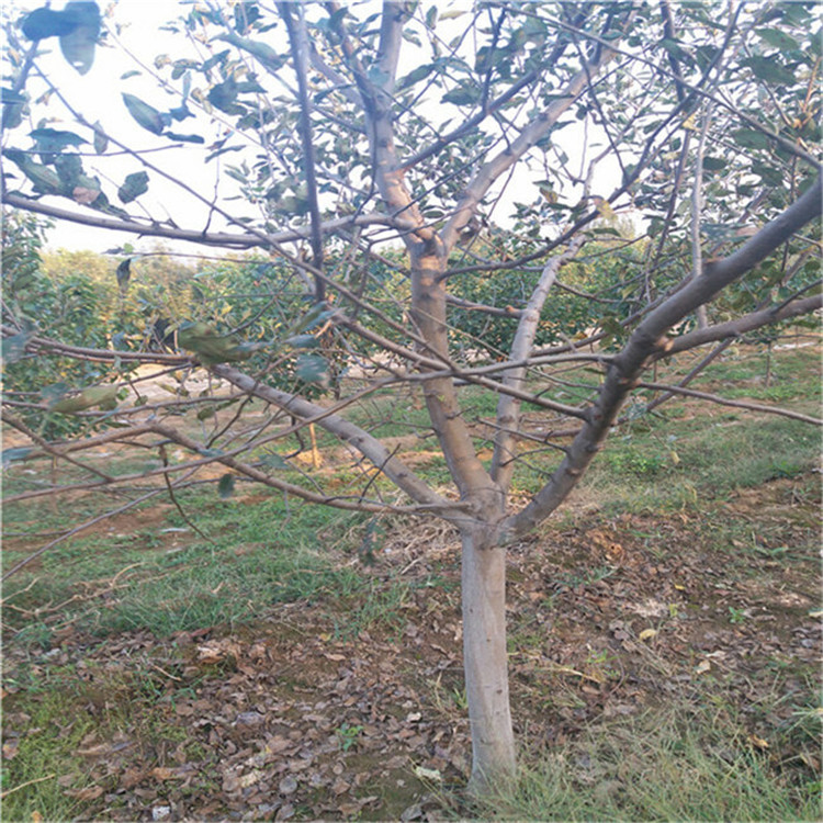 4公分华硕苹果树苗 新品种苹果树苗栽植技术