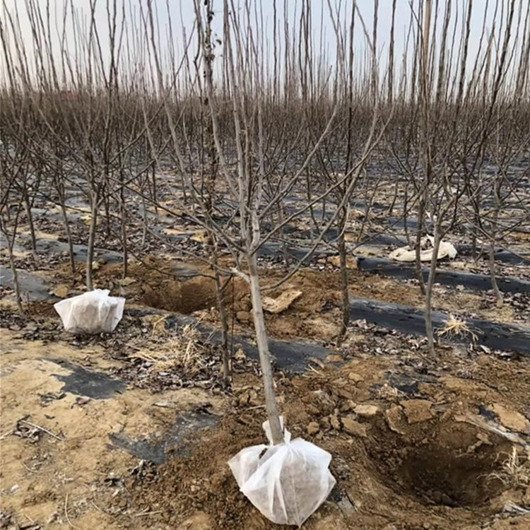 5公分苹果树苗 新品种苹果树苗繁育基地