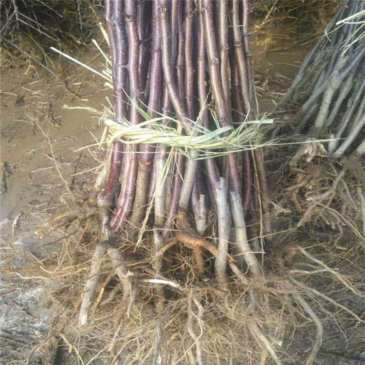 1公分煙富0號(hào)蘋果苗 蘋果苗出售