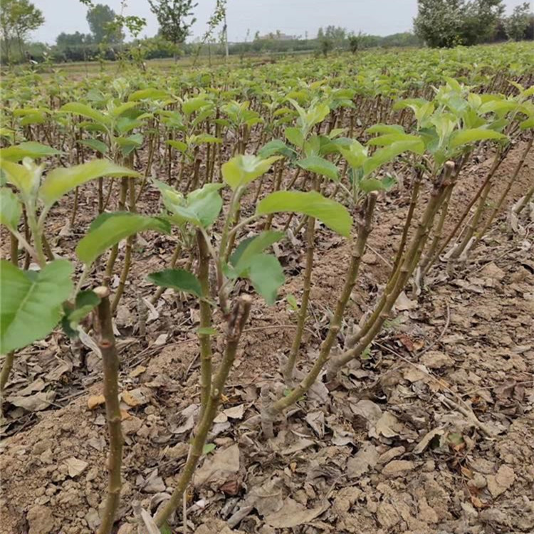 2公分水蜜桃苹果苗 苹果苗大量供应