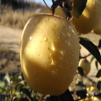 3公分新品种苹果树苗占地苹果树苗栽植技术