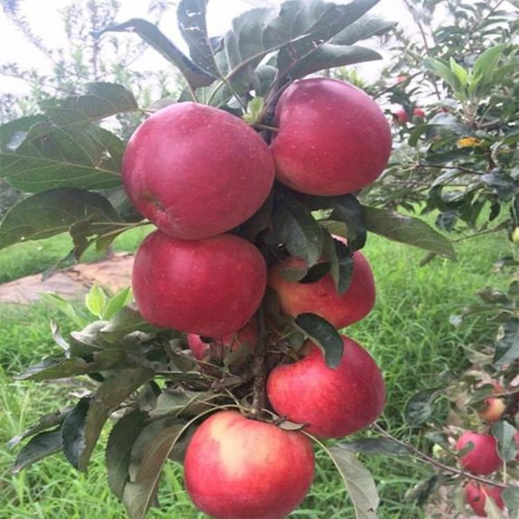 4公分苹果苗 新品种苹果树苗价格