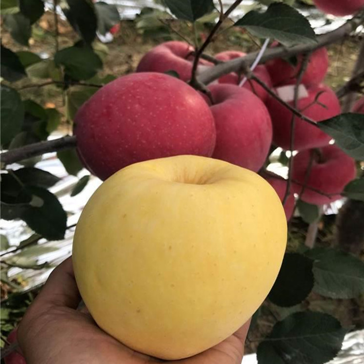1公分鲁丽苹果树苗 晚熟苹果树苗修剪技术