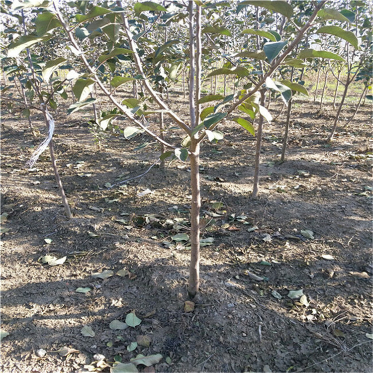 3公分秦脆蘋果樹(shù)苗 嫁接蘋果樹(shù)苗品種介紹
