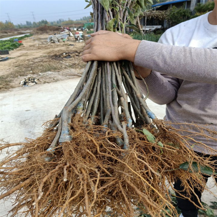 2公分早熟苹果树苗 占地苹果树苗出售