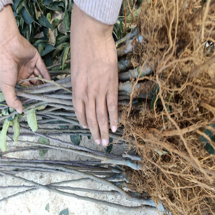 4公分嫁接苹果树苗 嫁接苹果树苗大量供应