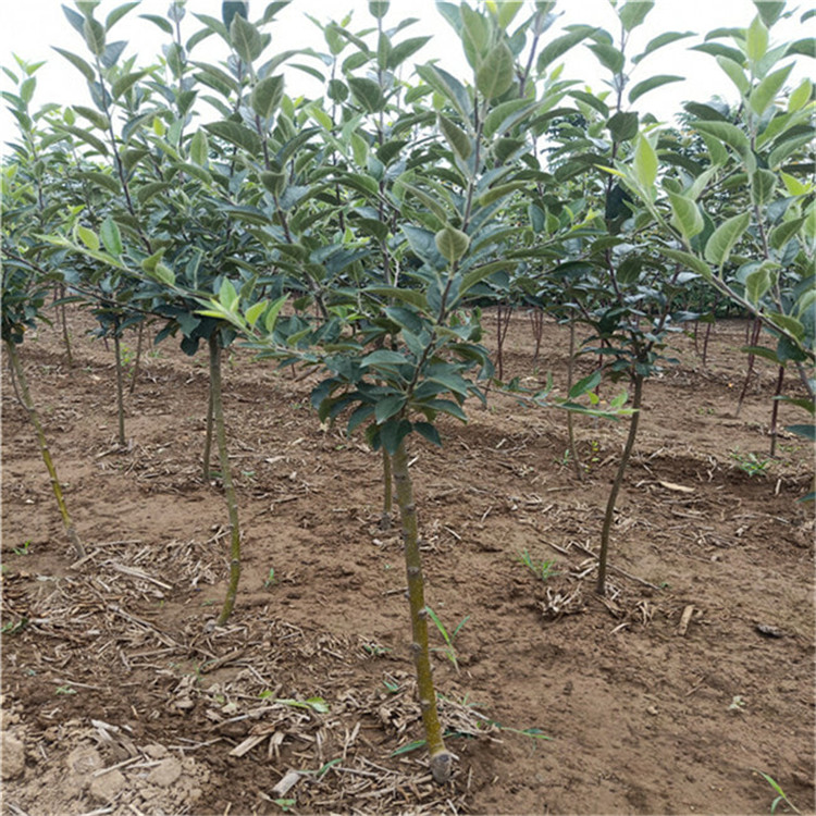 5公分苹果树苗 新品种苹果树苗繁育基地