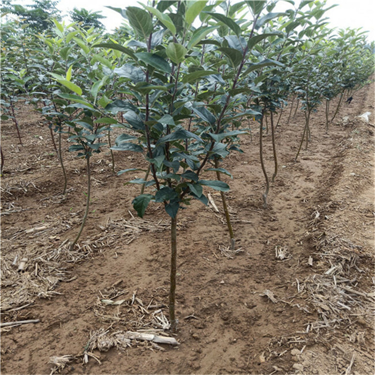 2公分晚熟蘋果樹苗 嫁接蘋果樹苗基地
