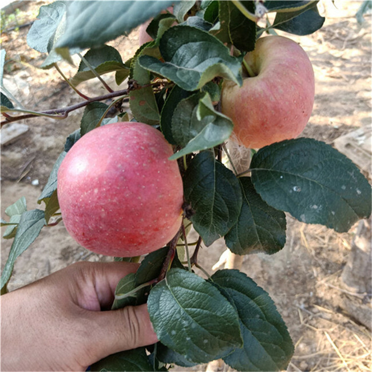 4公分苹果树苗 苹果苗售价