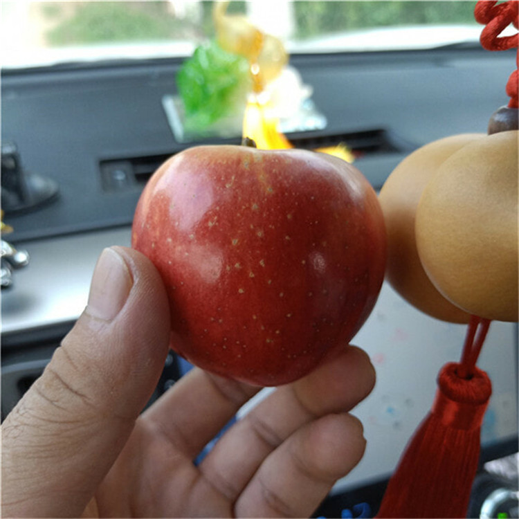 3公分新品种苹果树苗 占地苹果树苗栽植技术
