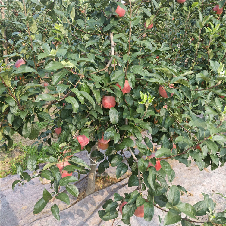 3公分秦脆苹果树苗 苹果苗新品种