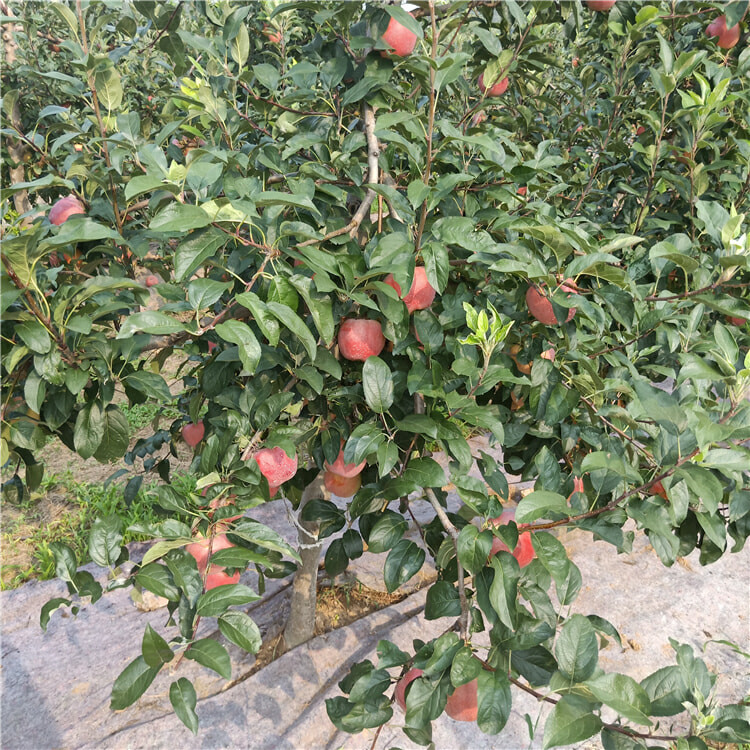 3公分秦脆苹果树苗 苹果树苗销售基地