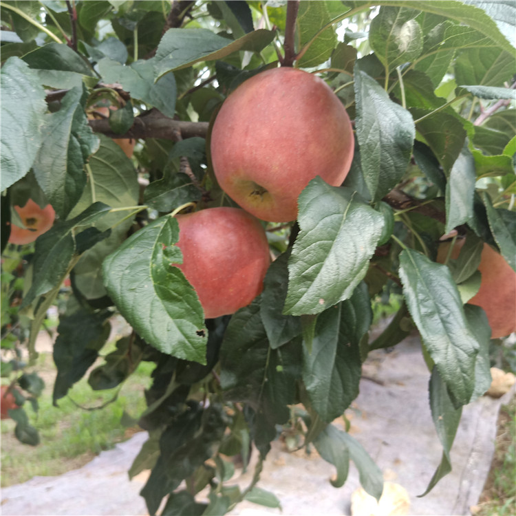 2公分水蜜桃苹果苗 嫁接苹果树苗自家出售