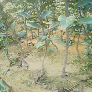 5公分水蜜桃蘋果苗晚熟蘋果樹苗自家出售