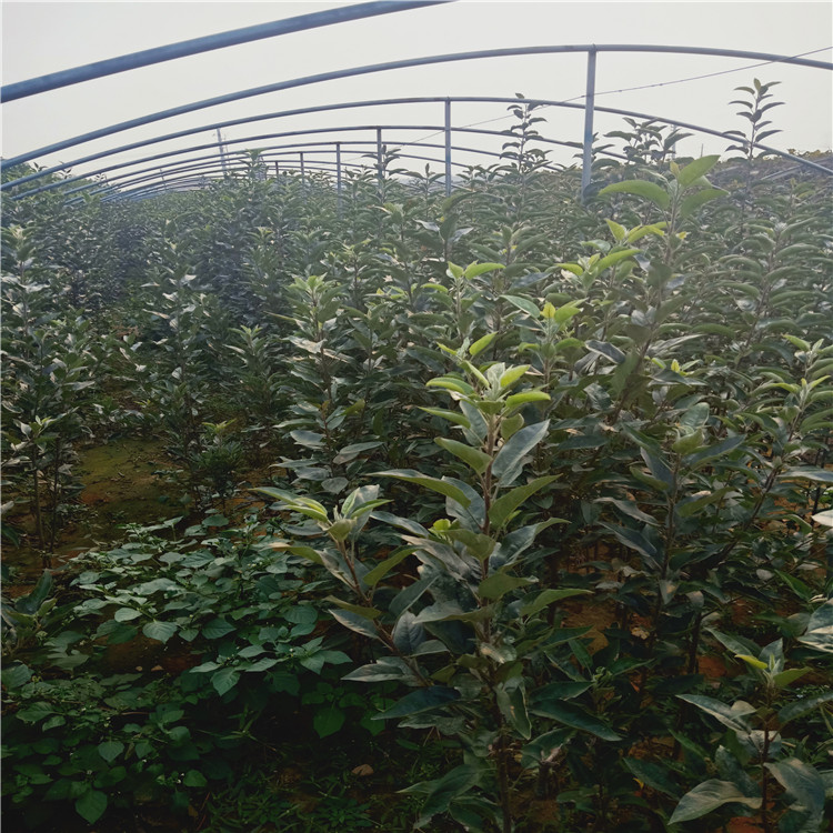 4公分水蜜桃苹果苗 早熟苹果树苗繁育基地