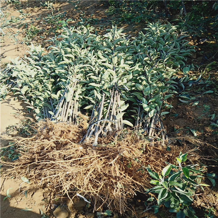 4公分早熟蘋果樹苗 蘋果苗繁育基地