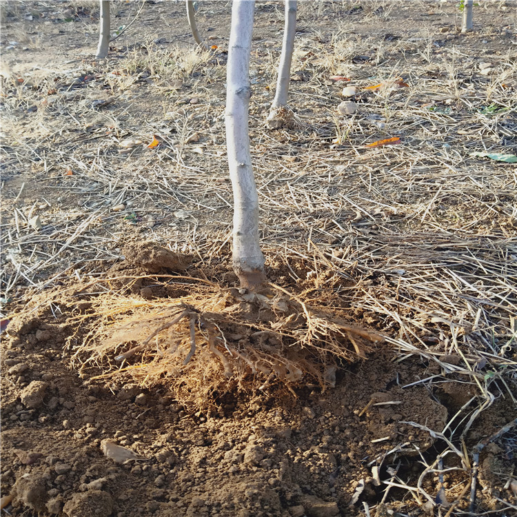 4公分水蜜桃苹果苗 早熟苹果树苗繁育基地