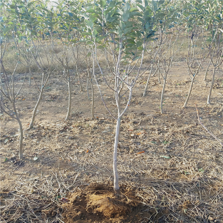 3公分晚熟苹果树苗 苹果树苗价格