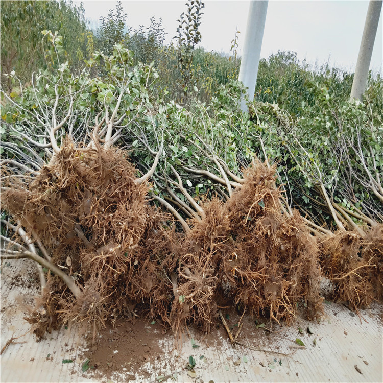 2公分水蜜桃苹果苗 占地苹果树苗大量供应