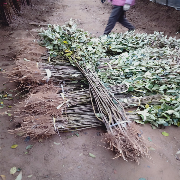 3公分秦脆苹果树苗 苹果树苗销售基地