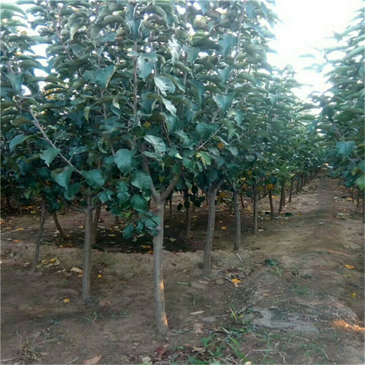 2公分雞心果樹(shù)苗 嫁接蘋果樹(shù)苗圖片